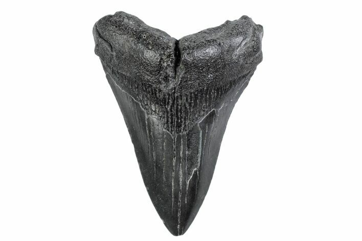 Juvenile Megalodon Tooth - South Carolina #370437